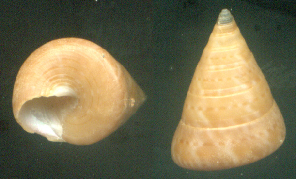 3 - Calliostoma gualterianum?